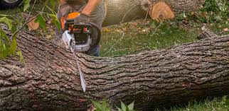  Cambridge, MA Tree Services Pros