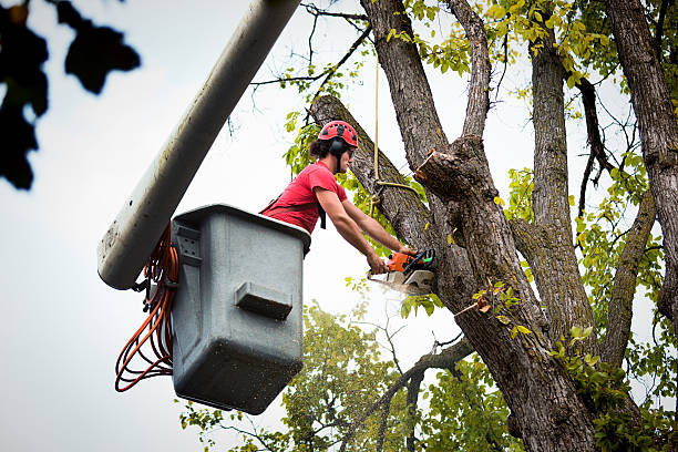 Best Tree Preservation Services  in Cambridge, MA