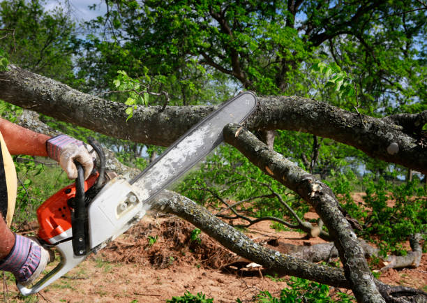 Best Stump Grinding and Removal  in Cambridge, MA